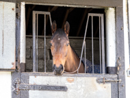 NH220326-42 - Thewoodcorner